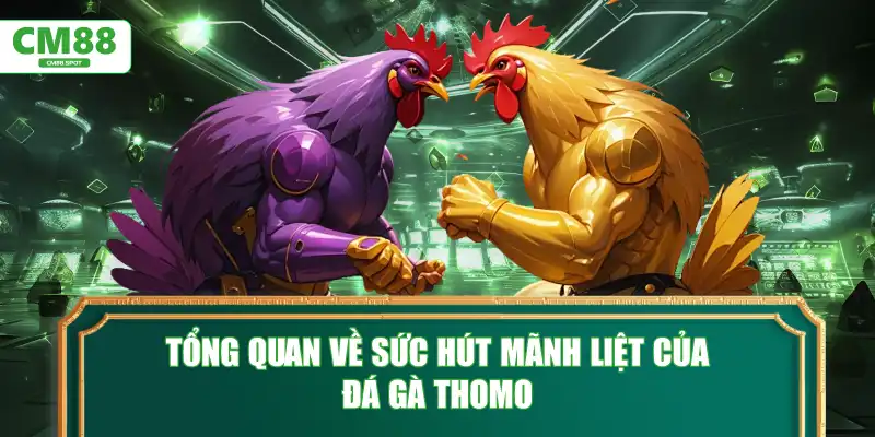 Tổng quan về sức hút mãnh liệt của Đá Gà Thomo